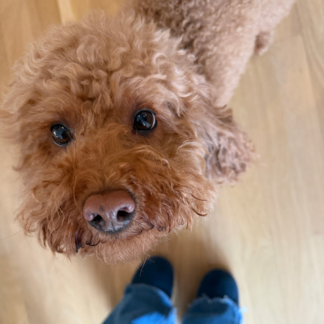 A curly-haired brown dog looks up curiously, capturing attention with bright eyes, while a person's feet are visible below.