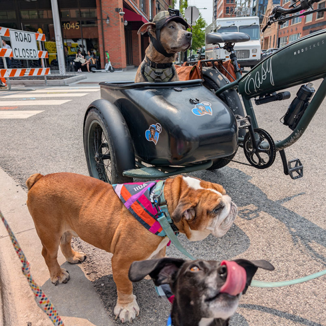 Design dogs 2025 img3