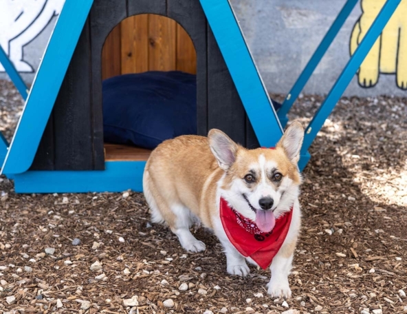 Happy tan-and-white Pembroke Welsh Corgi with red bandana and tongue out, standing on wood chips in front of a blue doghouse.