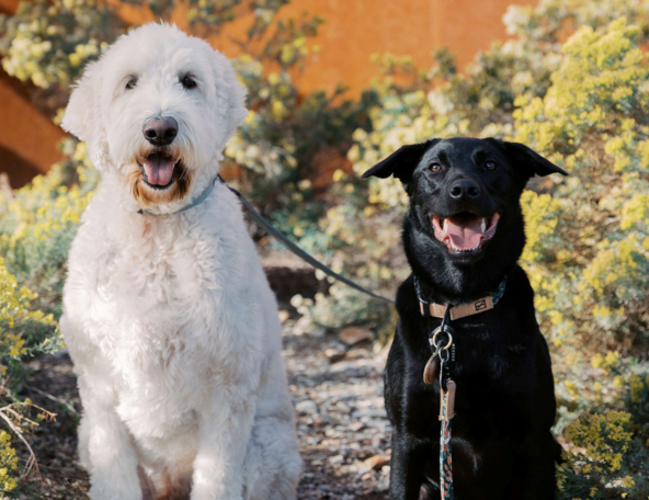 A white fluffy doodle and a black lab-mix sit side-by-side on a sunny trail among yellow wildflowers, both leashed and panting happily.